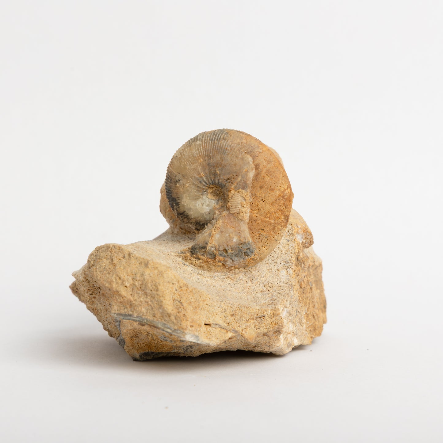 Sigaloceras sp. Ammonites