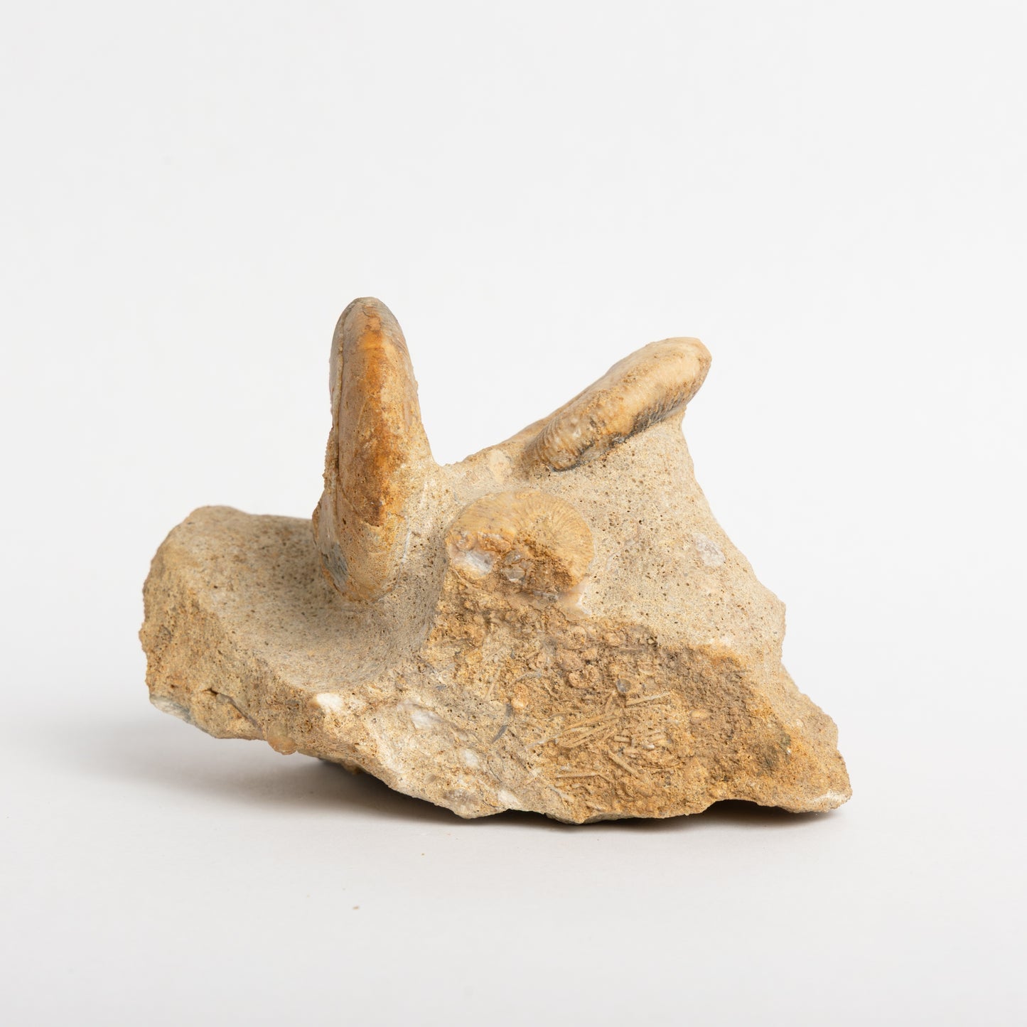 Sigaloceras sp. Ammonites