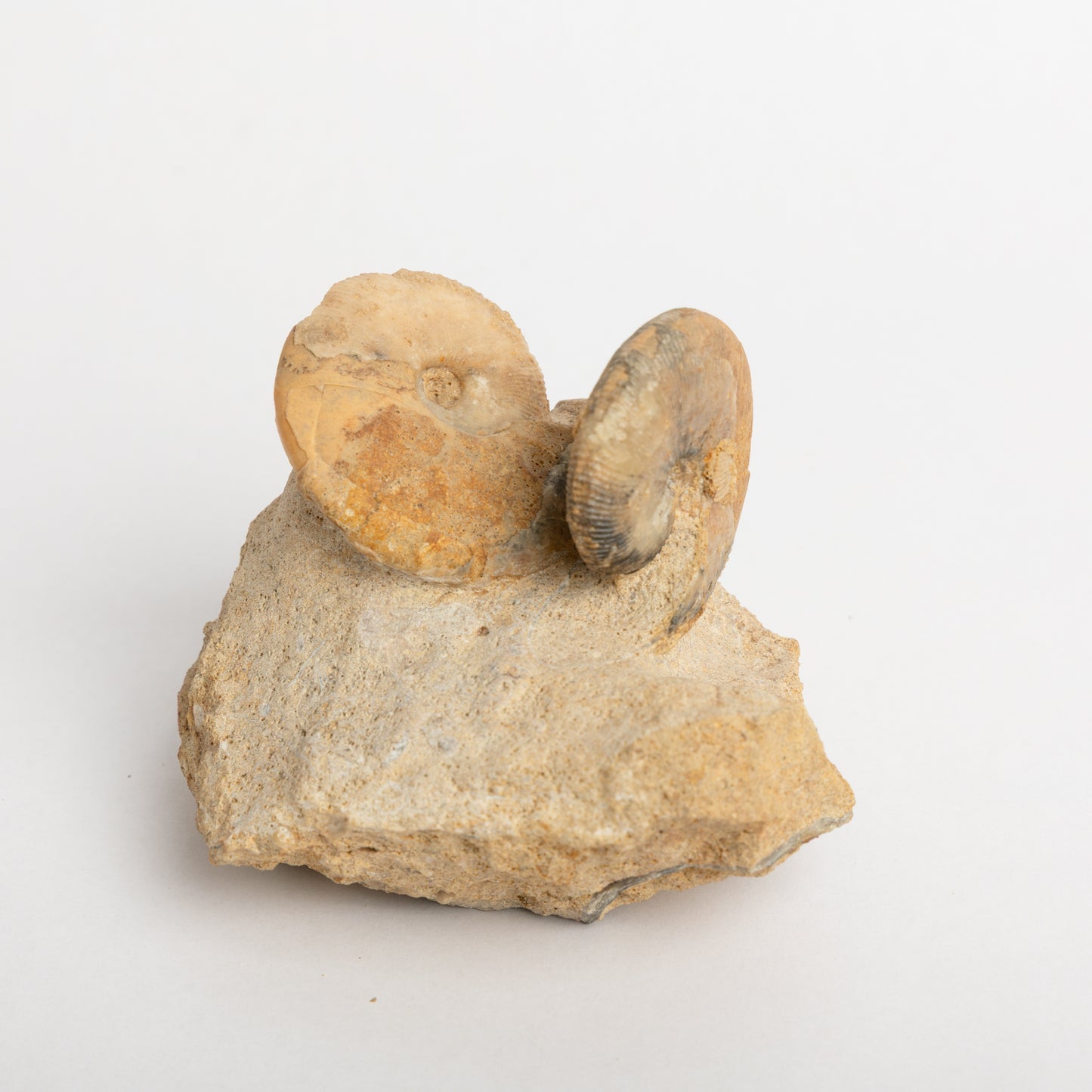 Sigaloceras sp. Ammonites