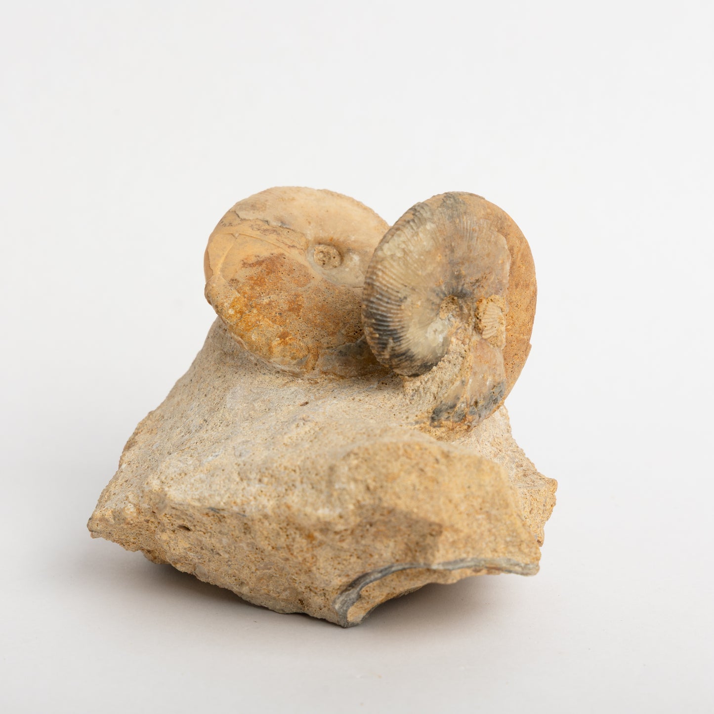 Sigaloceras sp. Ammonites