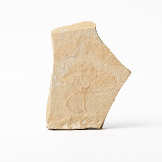 Sinosura kelheimense Brittle Star