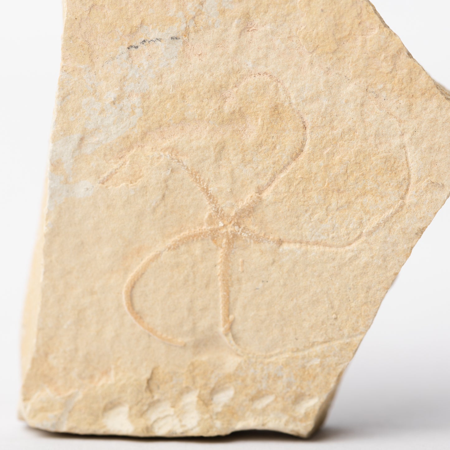 Sinosura kelheimense Brittle Star
