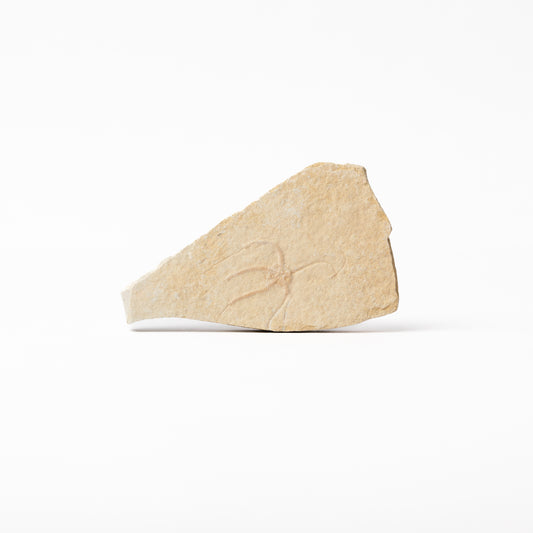 Sinosura kelheimense Brittle Star