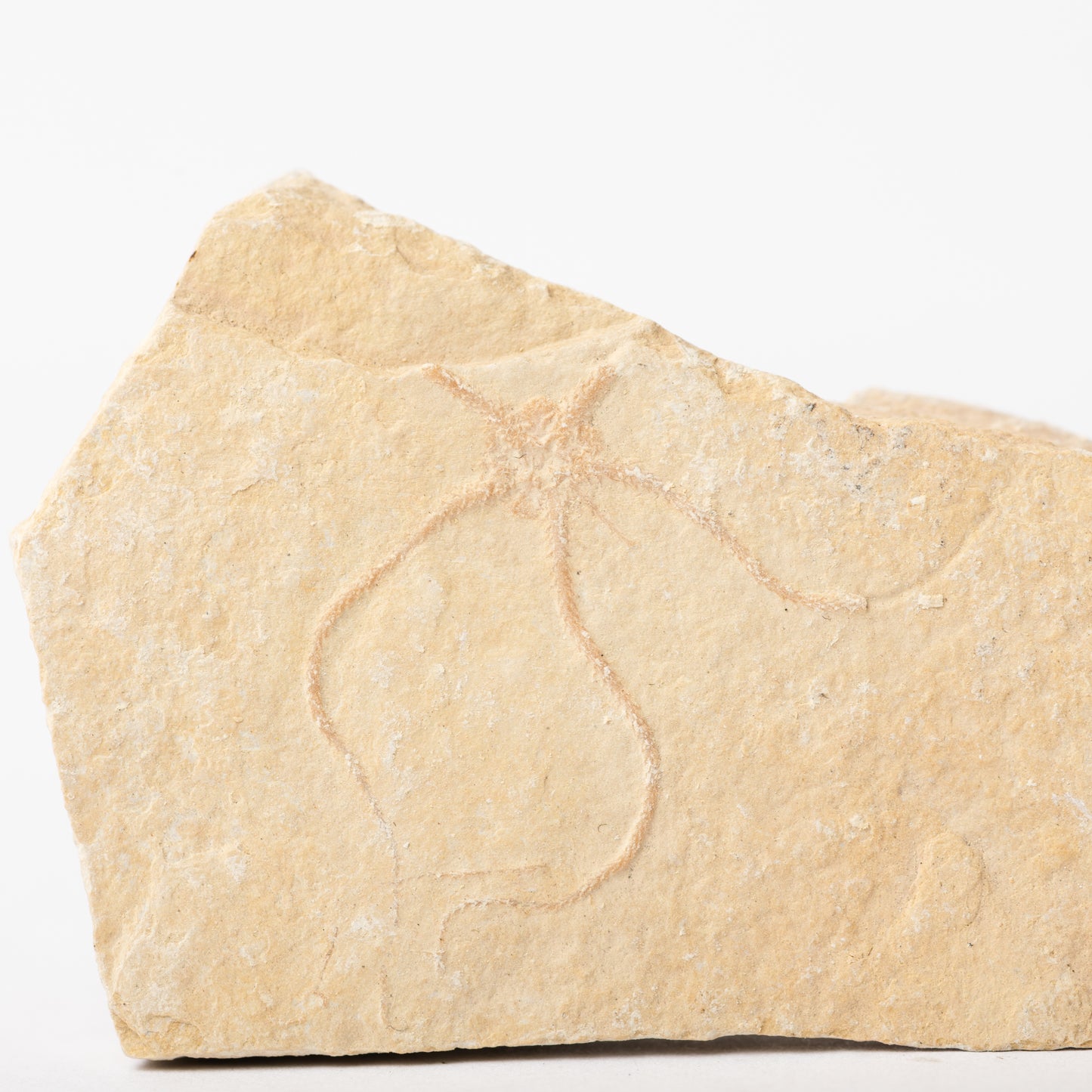 Sinosura kelheimense Brittle Star