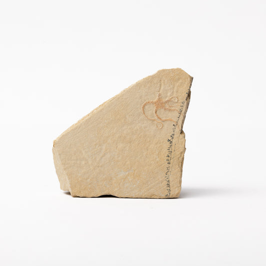 Sinosura kelheimense Brittle Star