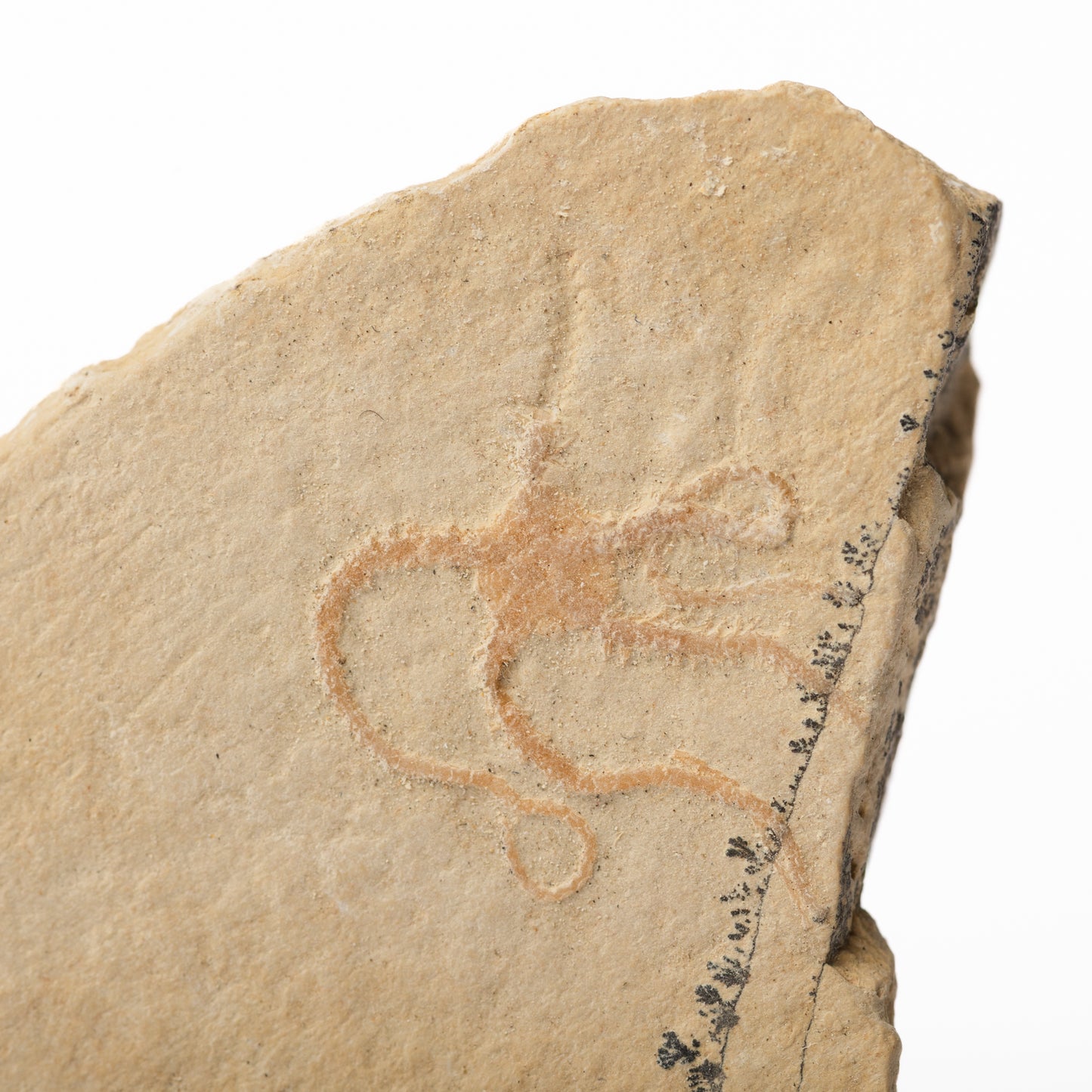 Sinosura kelheimense Brittle Star