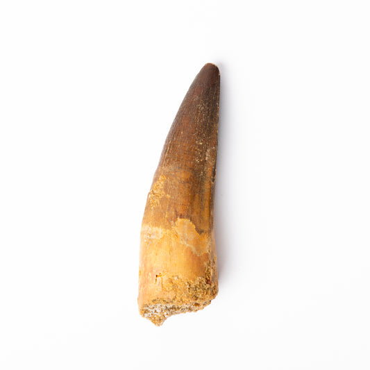 Large Spinosaurus sp. Tooth