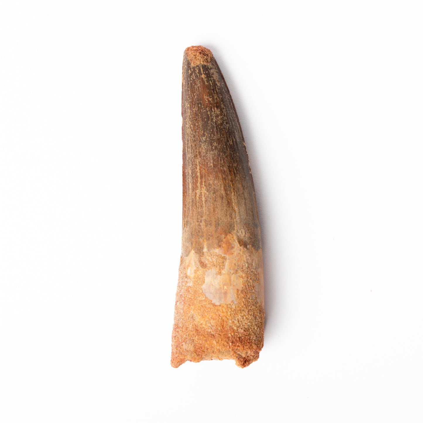 Large Spinosaurus sp. Tooth