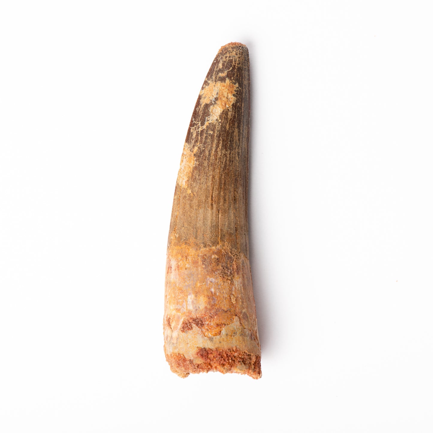 Large Spinosaurus sp. Tooth