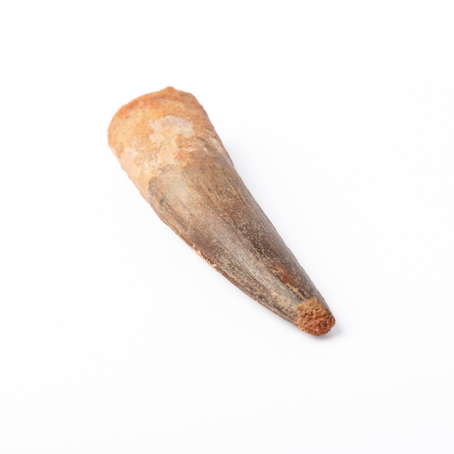 Large Spinosaurus sp. Tooth