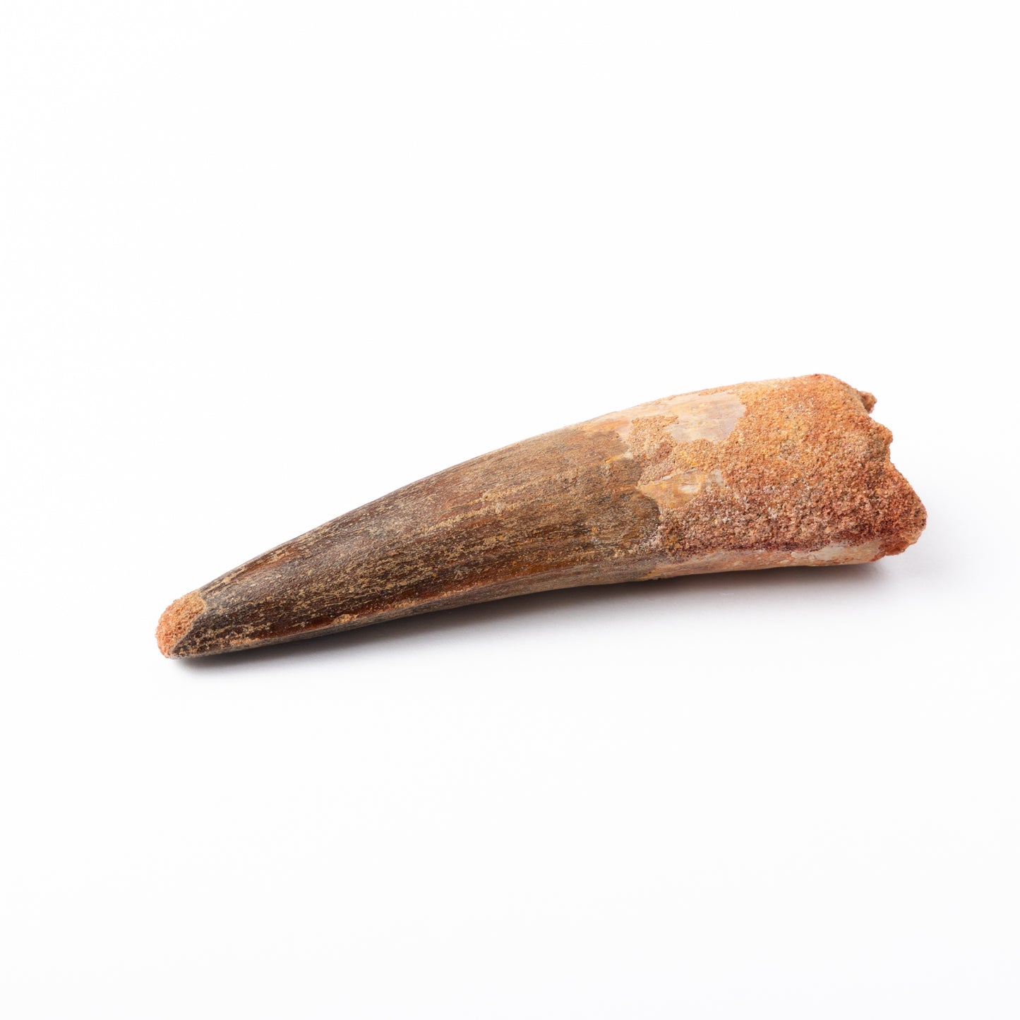 Large Spinosaurus sp. Tooth