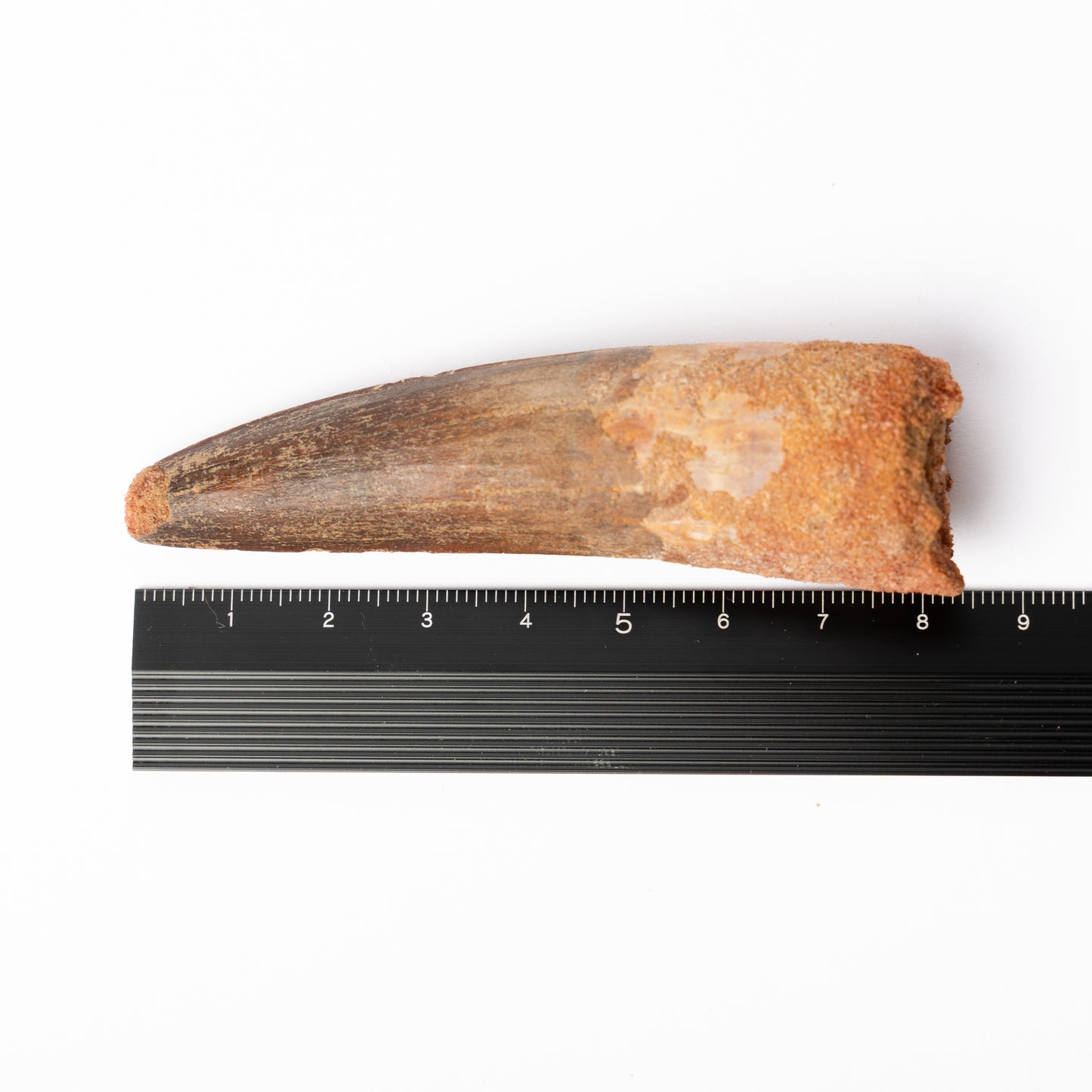 Large Spinosaurus sp. Tooth