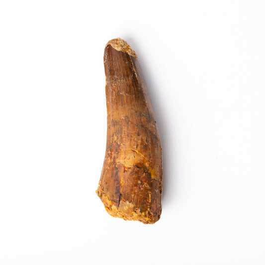Large Spinosaurus sp. Tooth