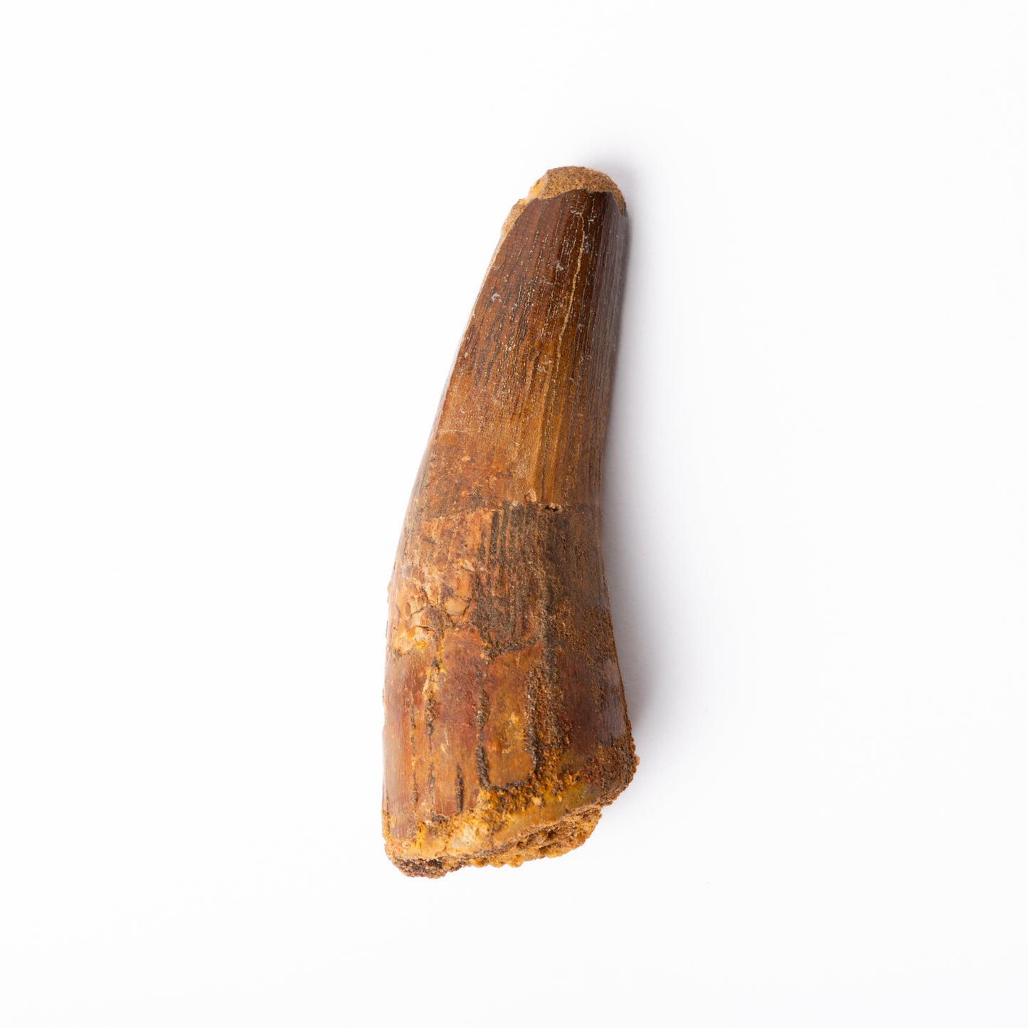 Large Spinosaurus sp. Tooth