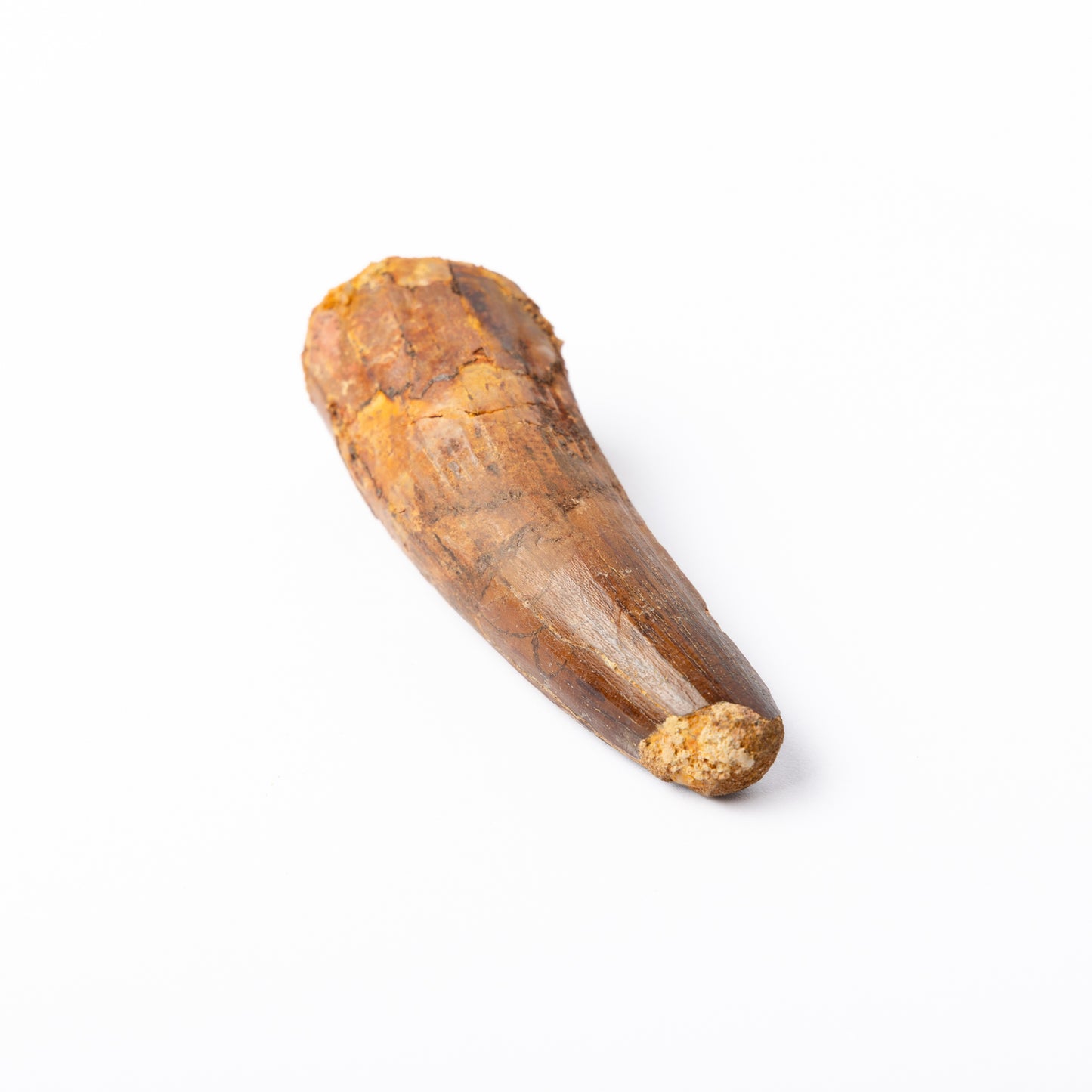 Large Spinosaurus sp. Tooth
