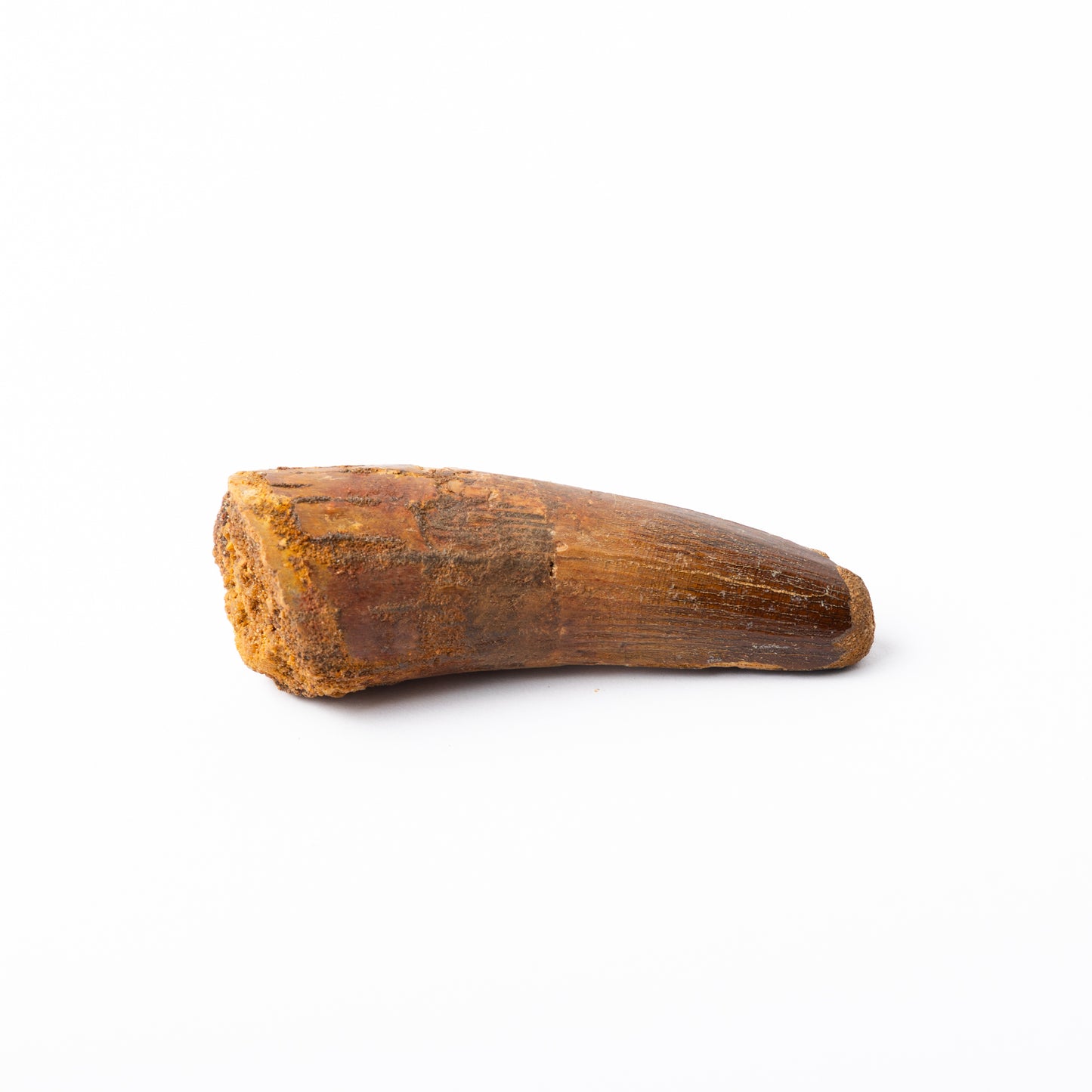Large Spinosaurus sp. Tooth