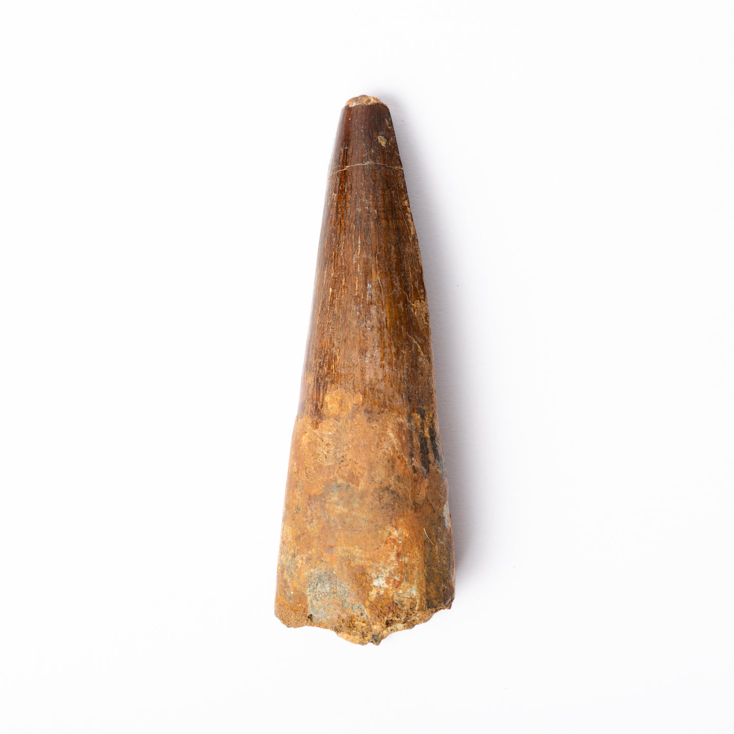Large Spinosaurus sp. Tooth