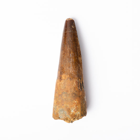 Large Spinosaurus sp. Tooth
