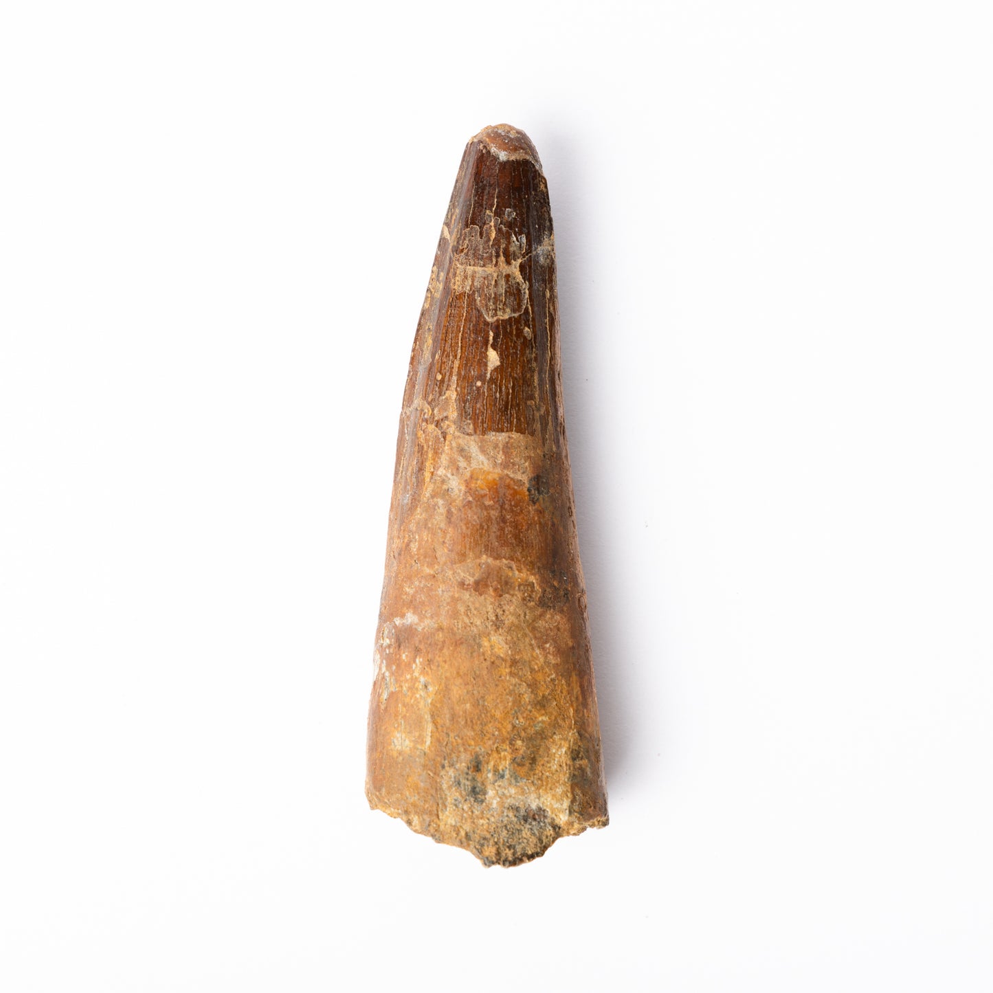 Large Spinosaurus sp. Tooth