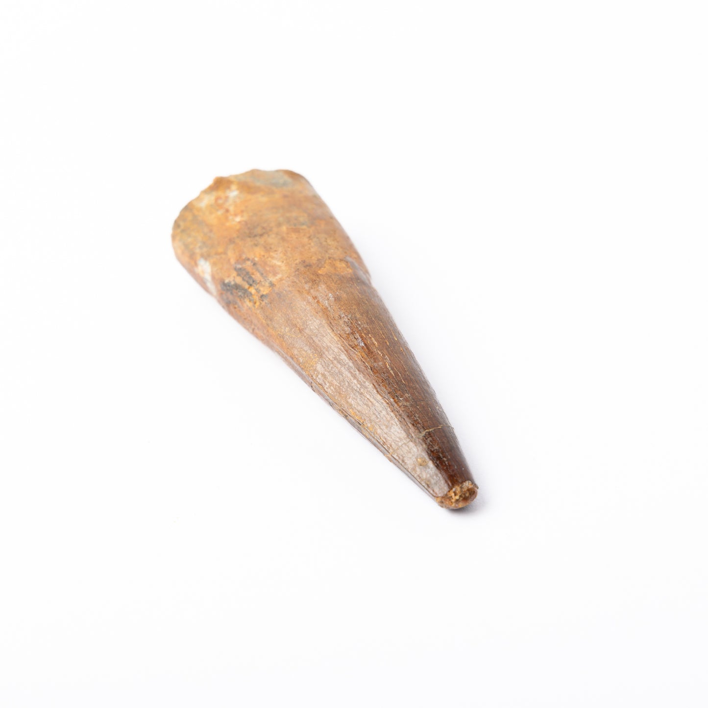Large Spinosaurus sp. Tooth