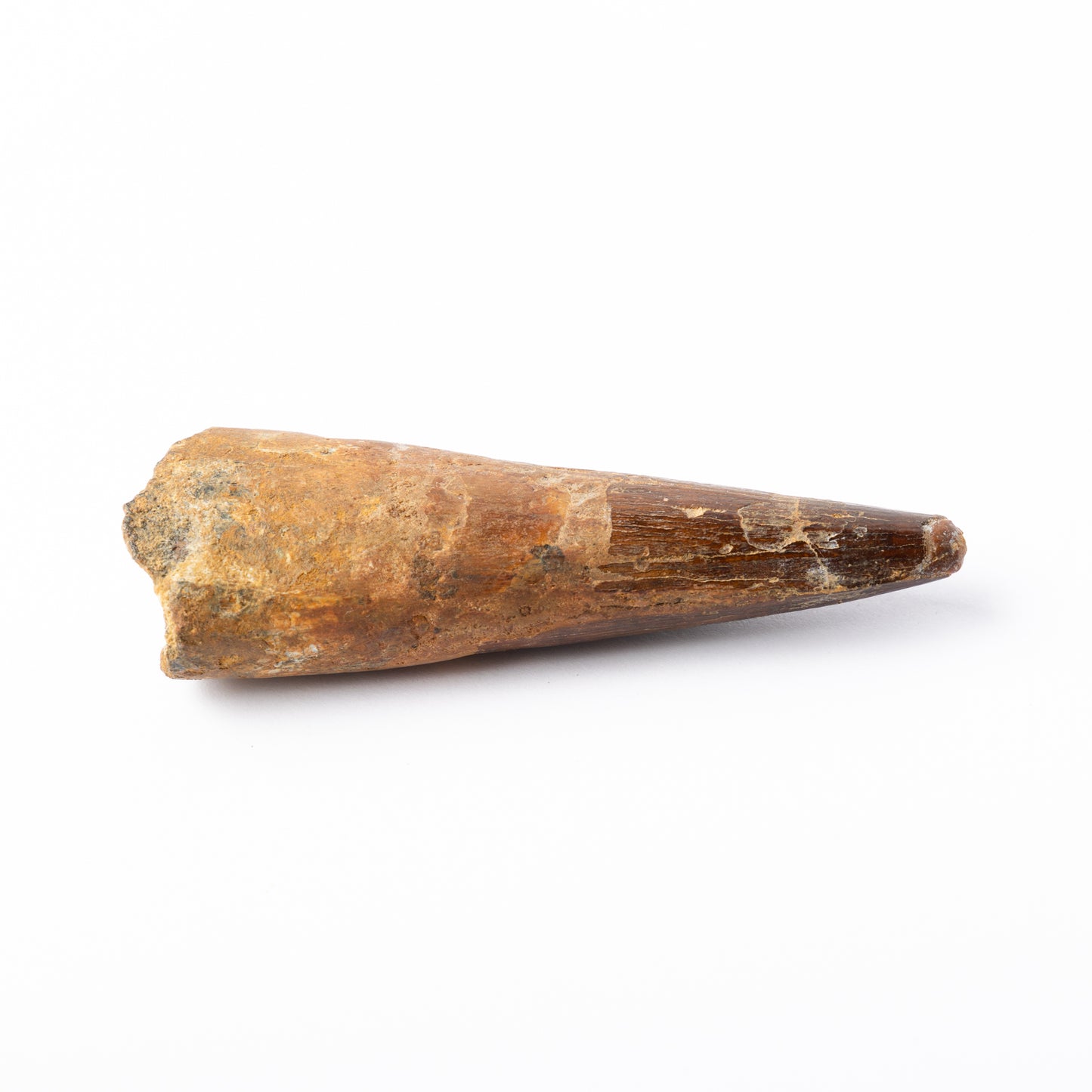 Large Spinosaurus sp. Tooth