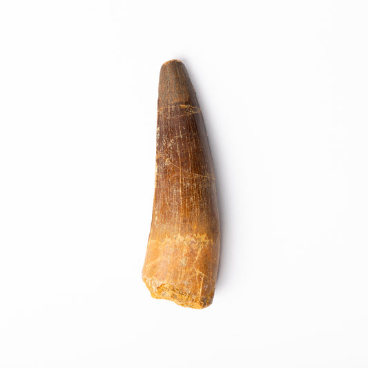 Large Spinosaurus sp. Tooth