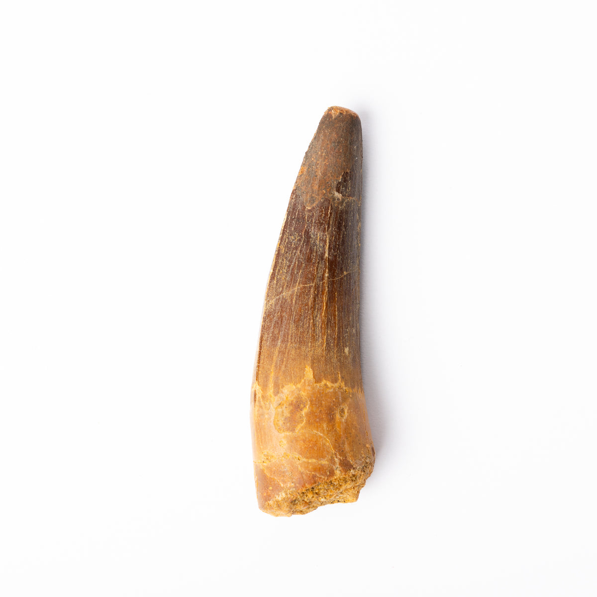 Large Spinosaurus sp. Tooth