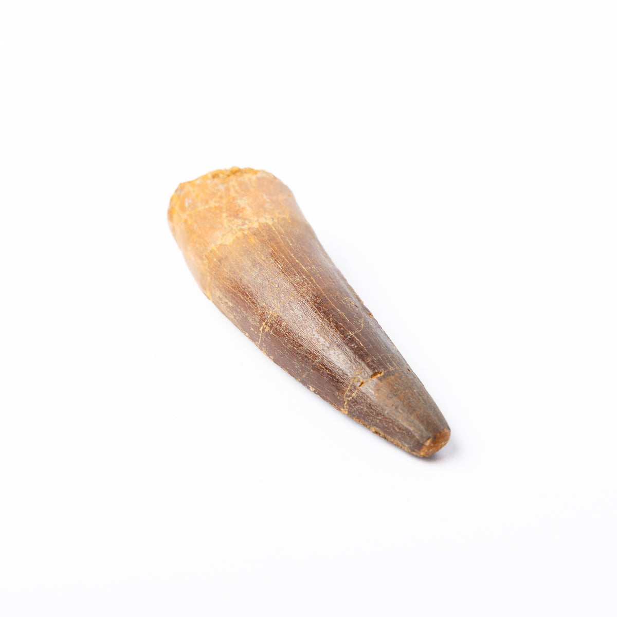 Large Spinosaurus sp. Tooth