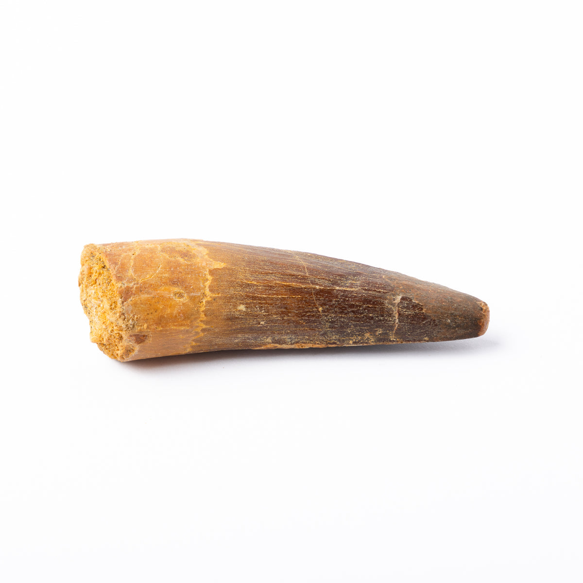 Large Spinosaurus sp. Tooth