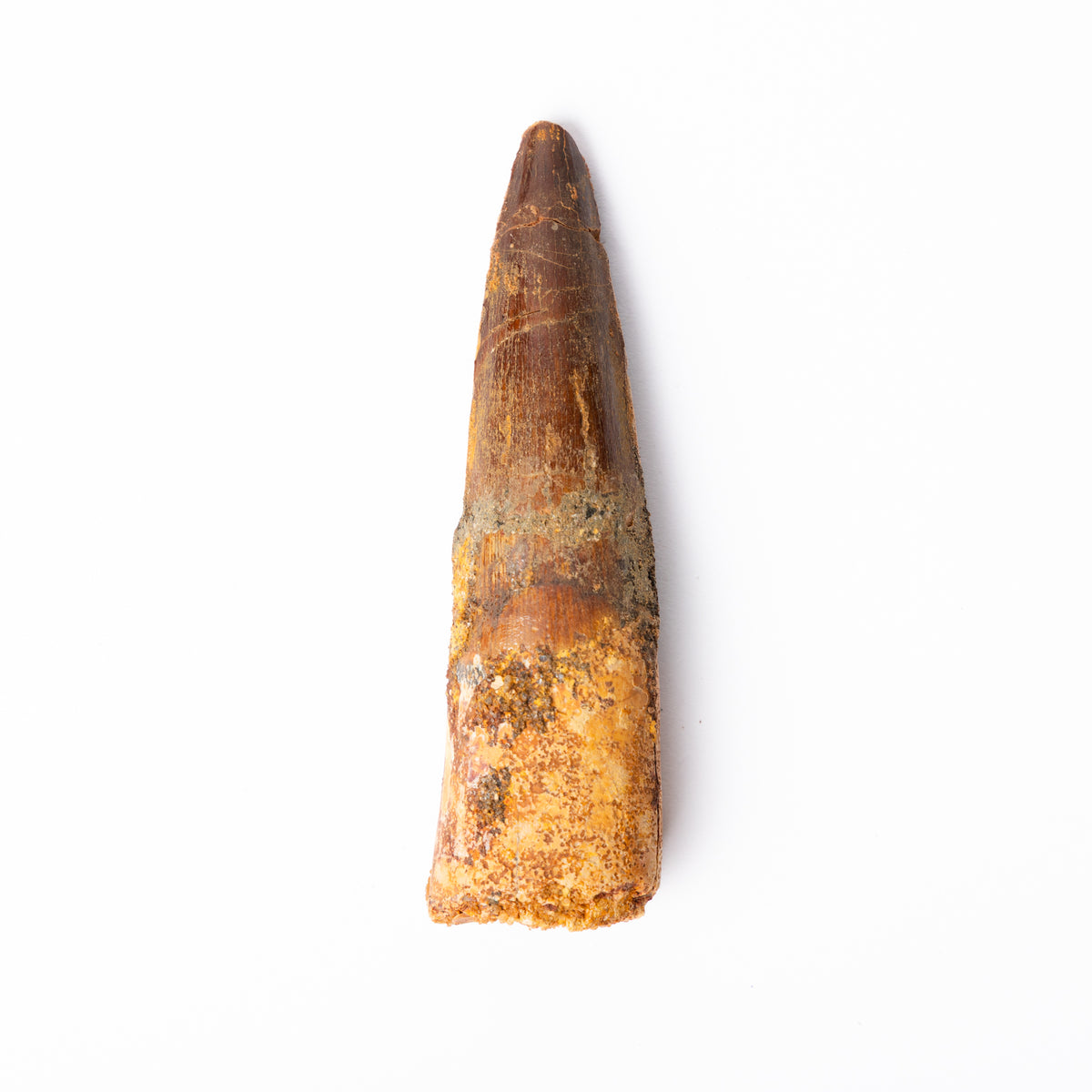 Large Spinosaurus sp. Tooth