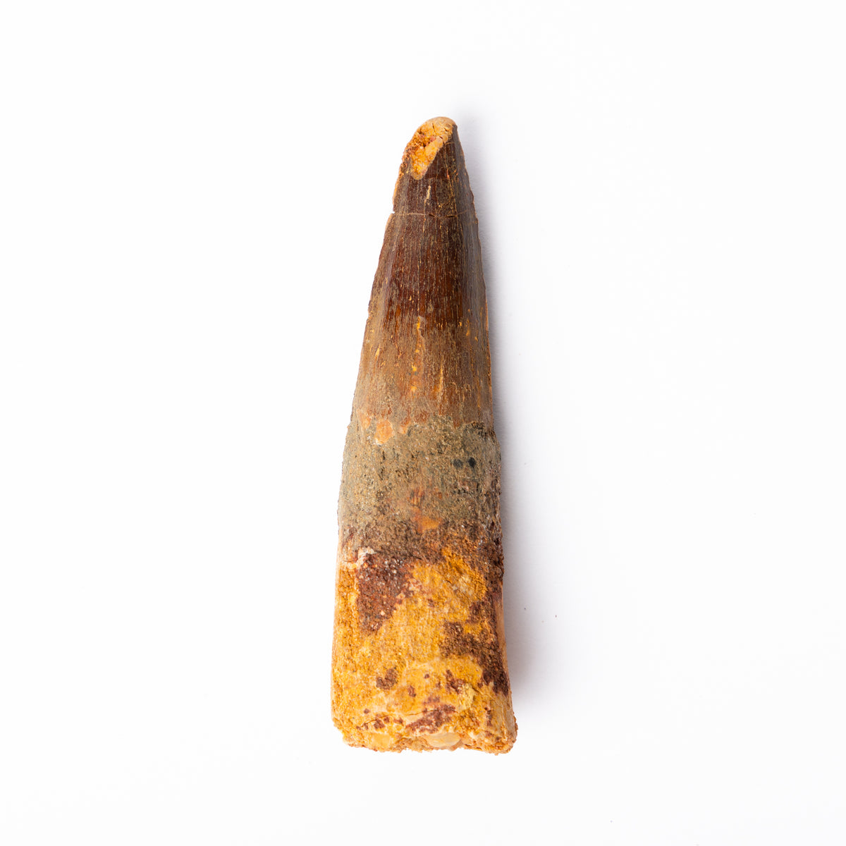 Large Spinosaurus sp. Tooth