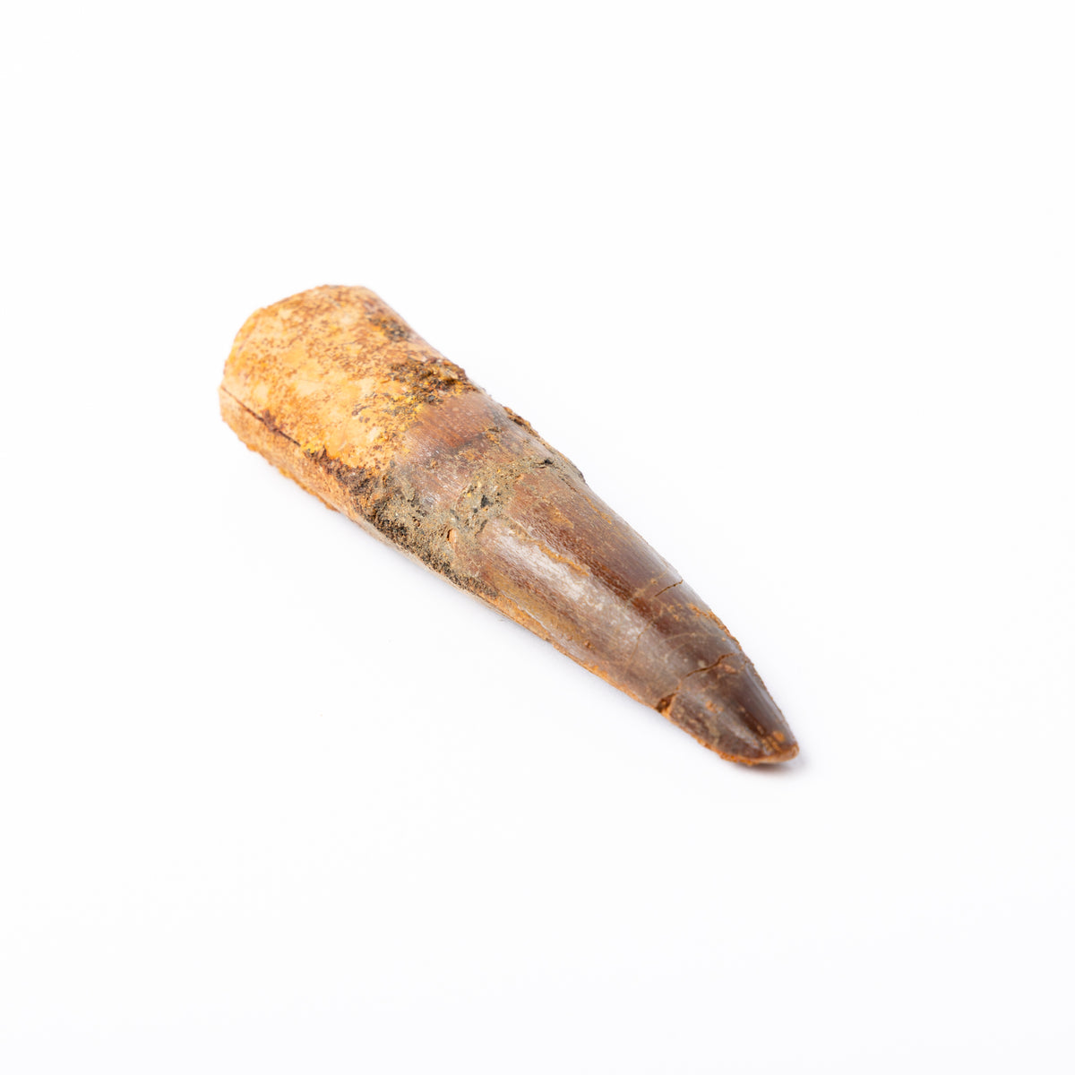 Large Spinosaurus sp. Tooth