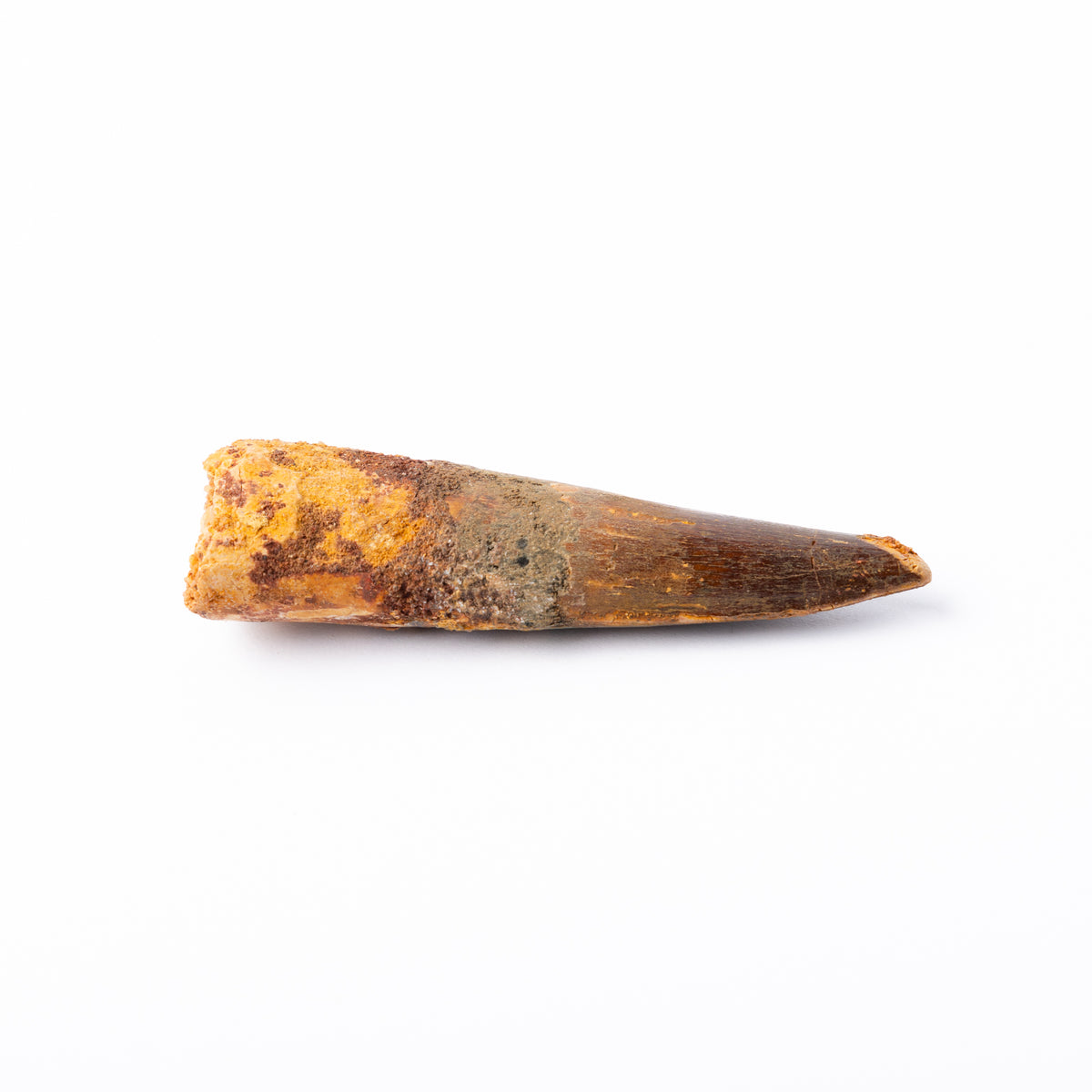 Large Spinosaurus sp. Tooth