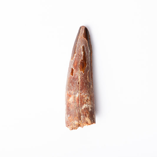 Large Spinosaurus sp. Tooth