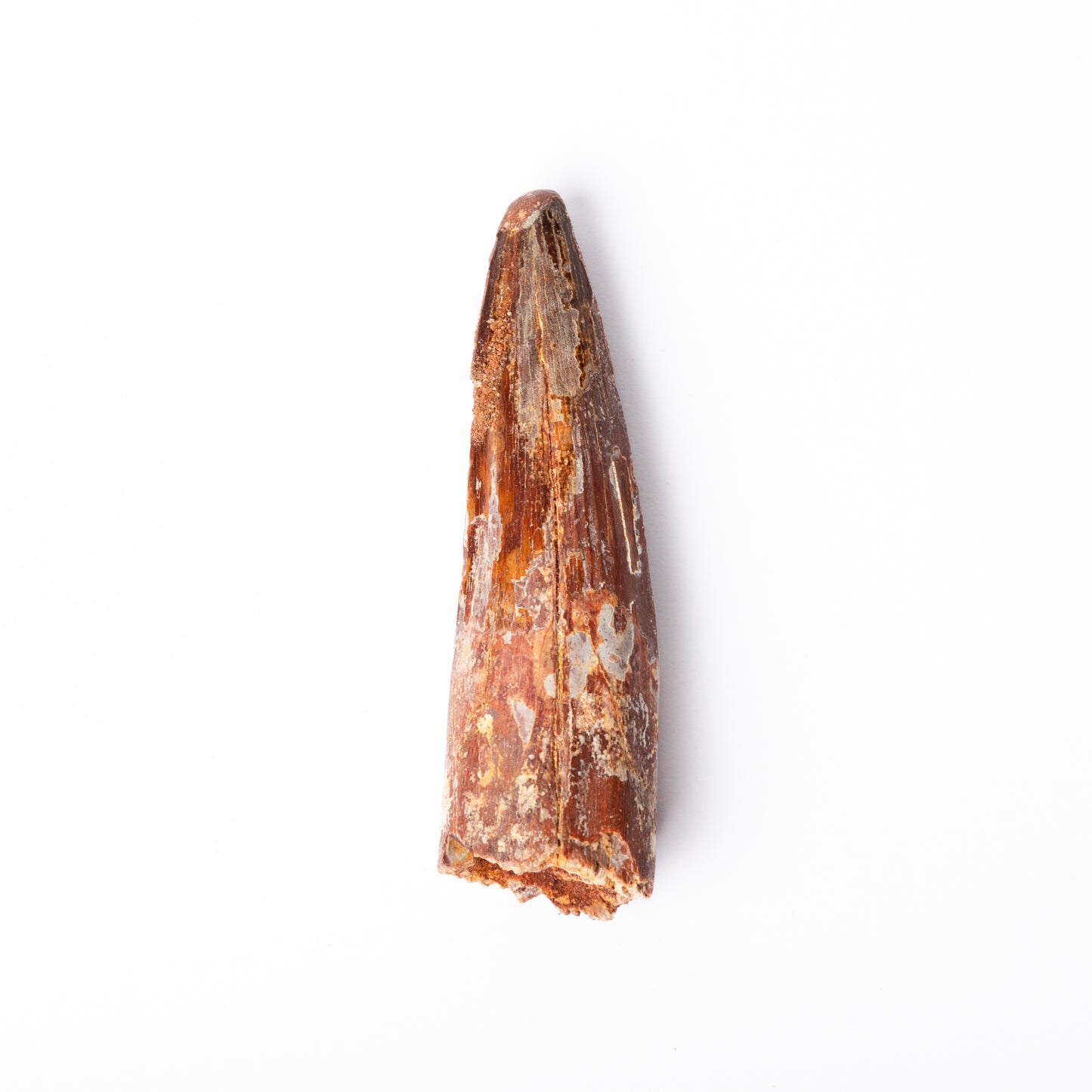 Large Spinosaurus sp. Tooth