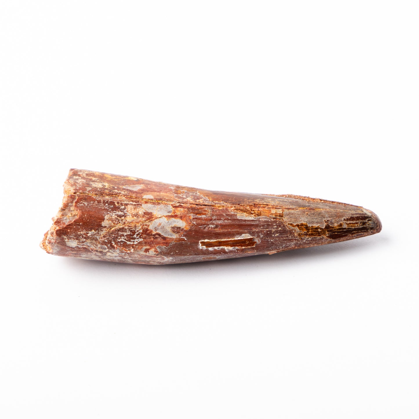Large Spinosaurus sp. Tooth