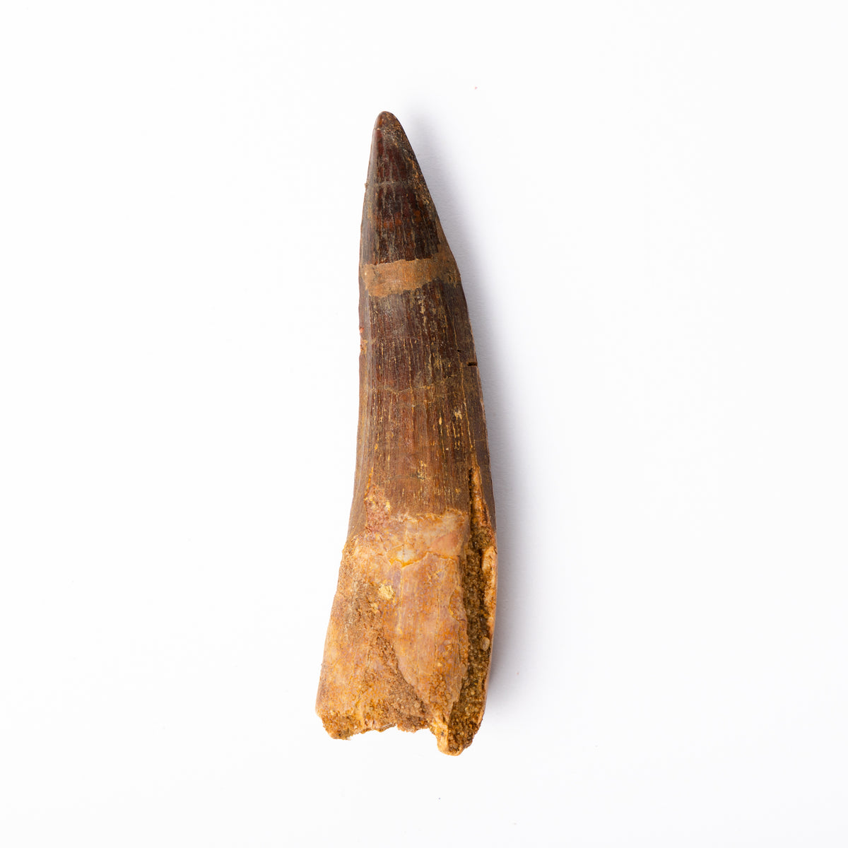 Large Spinosaurus sp. Tooth