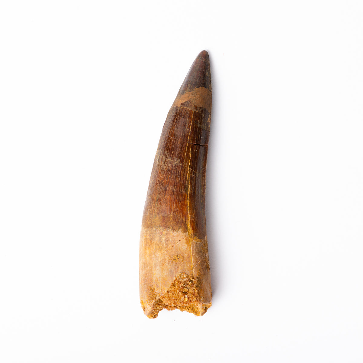 Large Spinosaurus sp. Tooth
