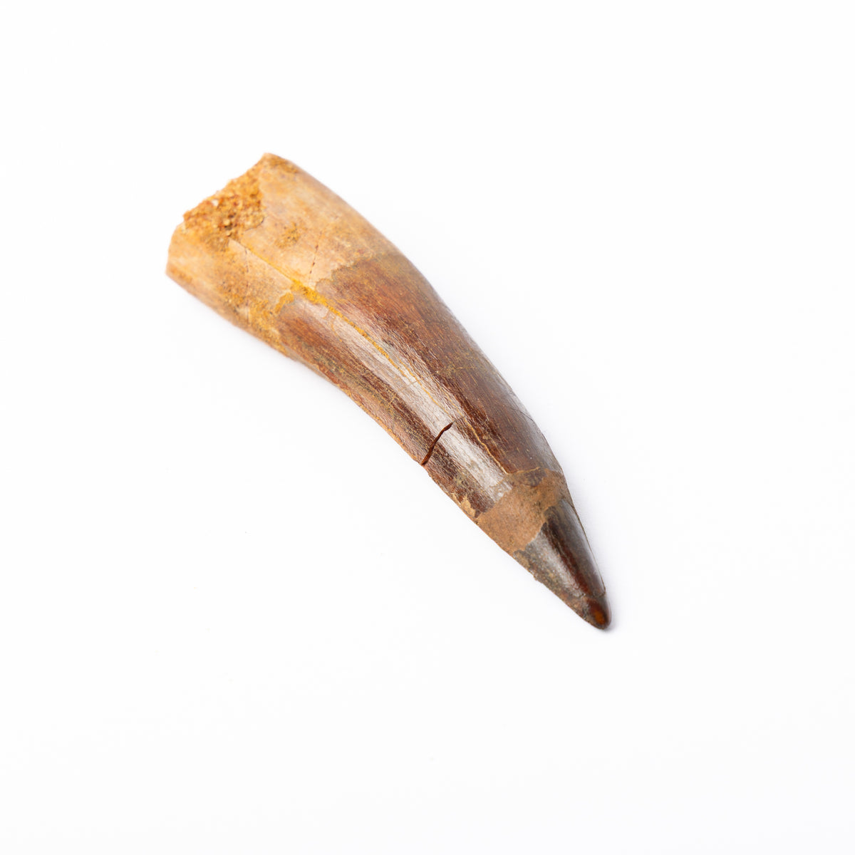 Large Spinosaurus sp. Tooth