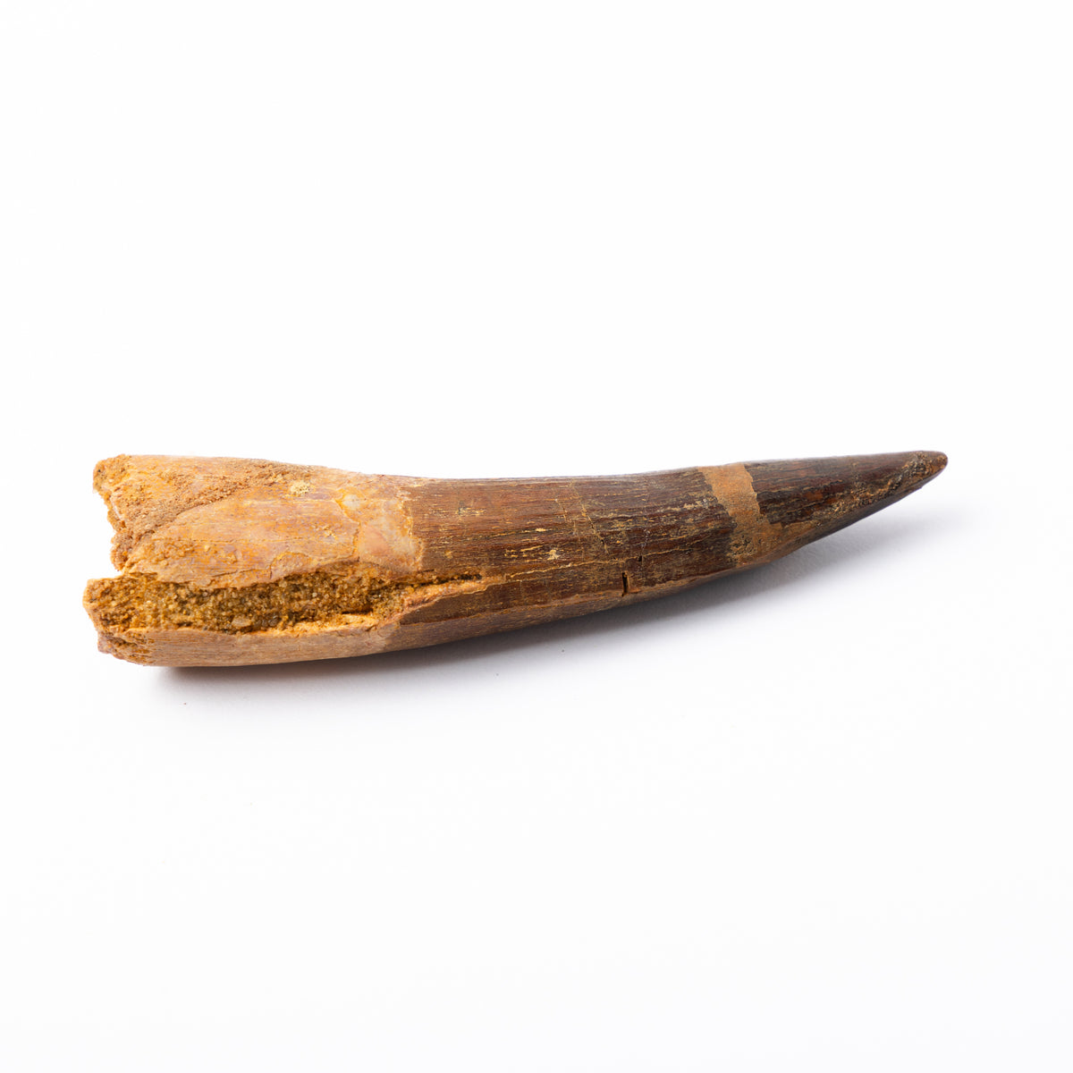 Large Spinosaurus sp. Tooth