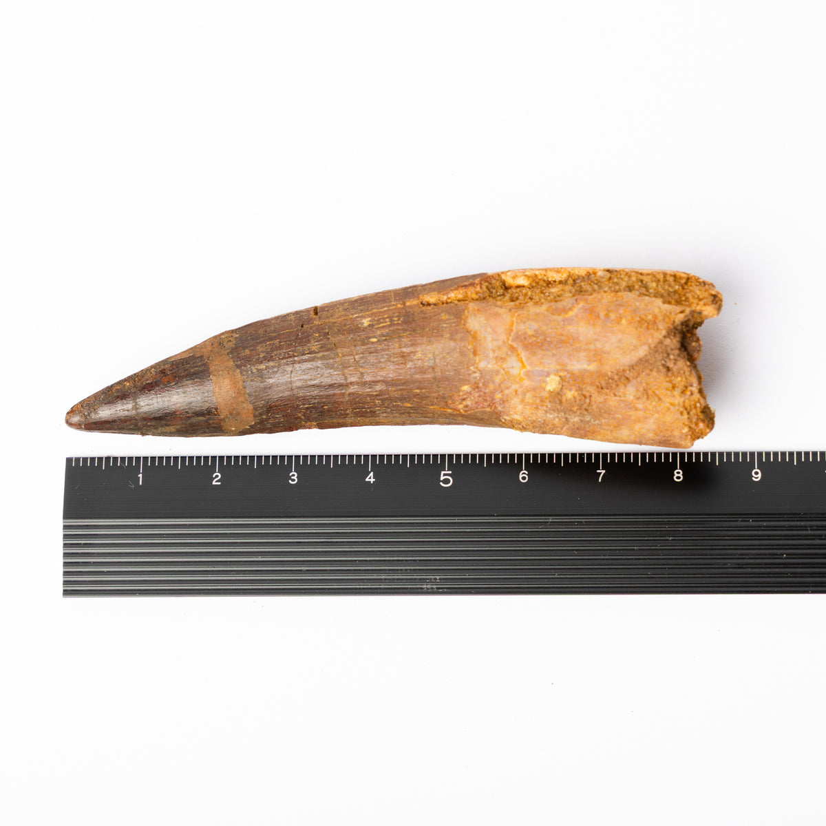 Large Spinosaurus sp. Tooth