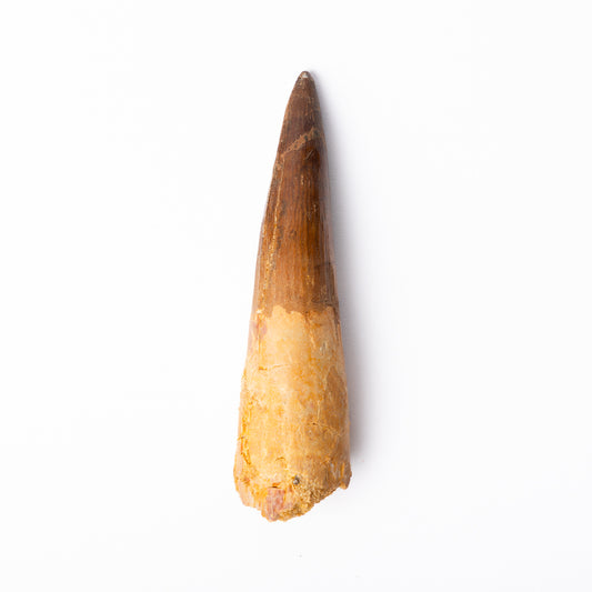 Large Spinosaurus sp. Tooth