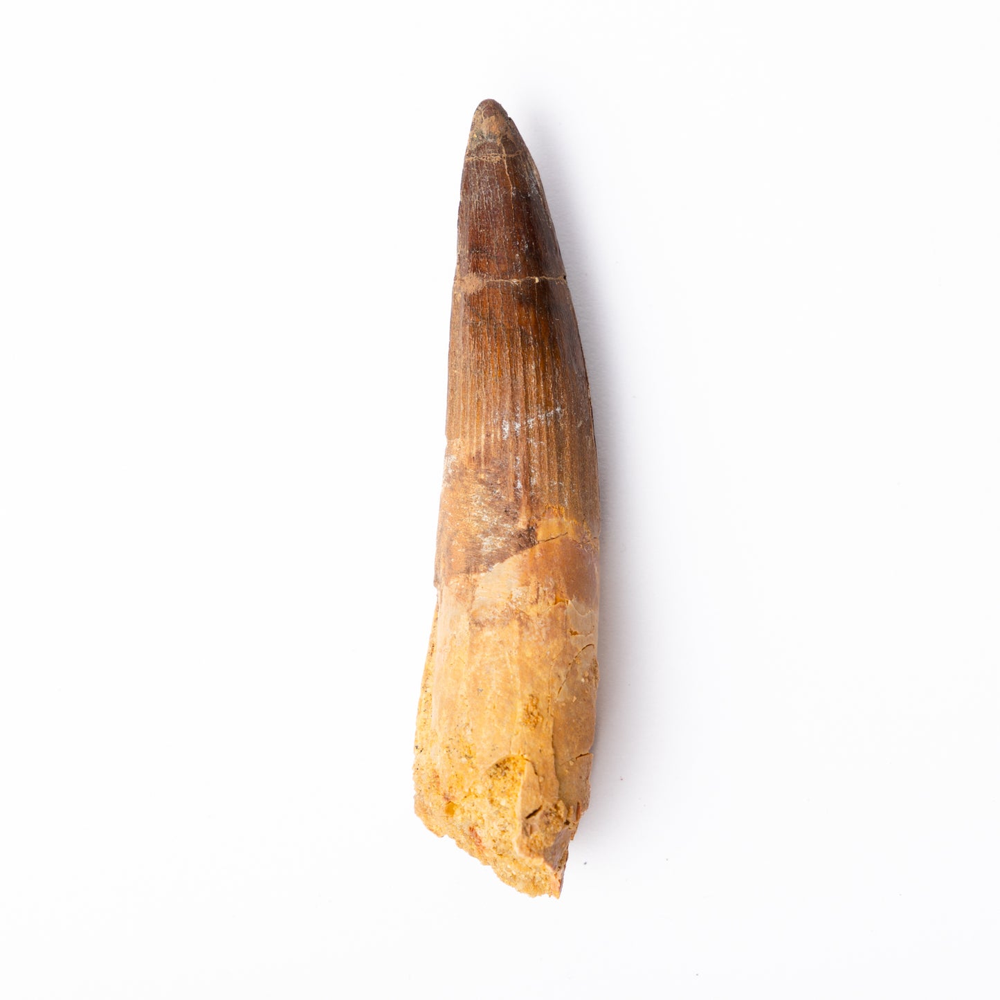 Large Spinosaurus sp. Tooth