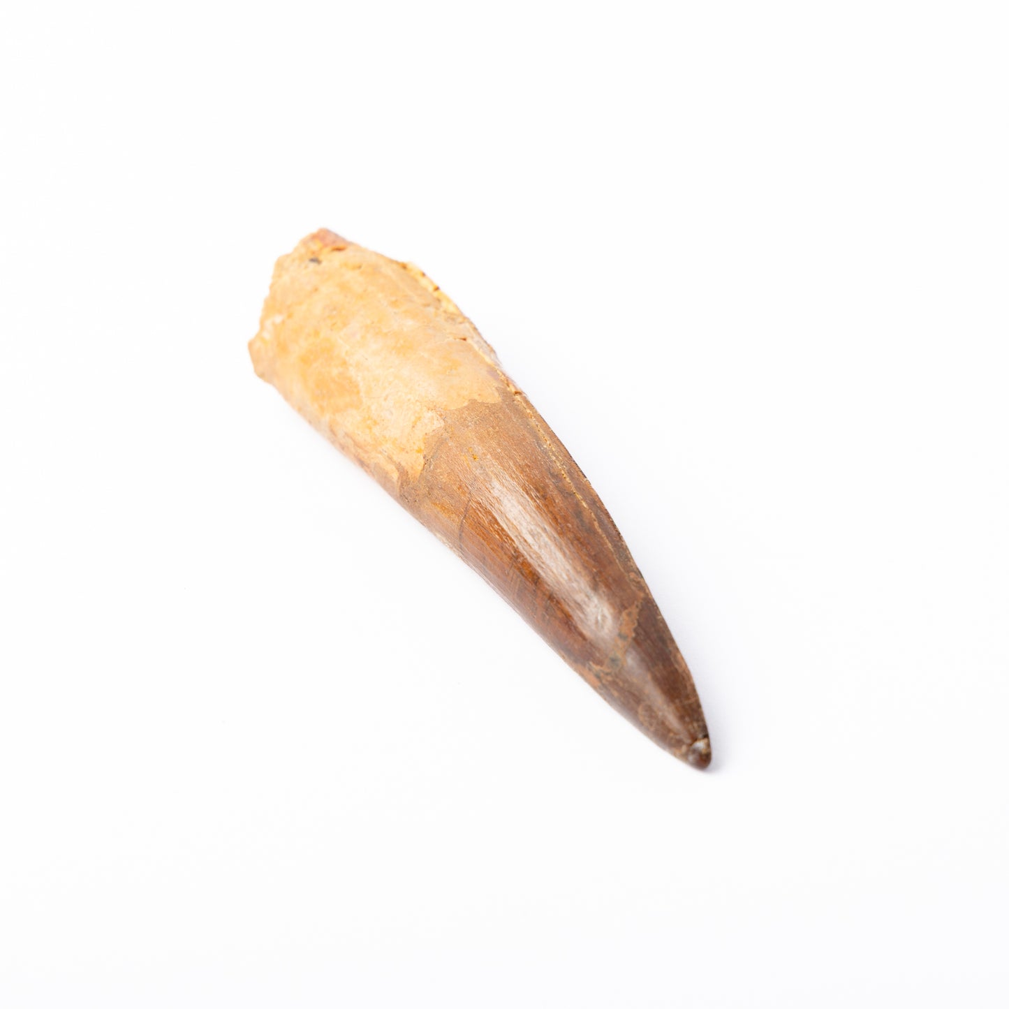 Large Spinosaurus sp. Tooth