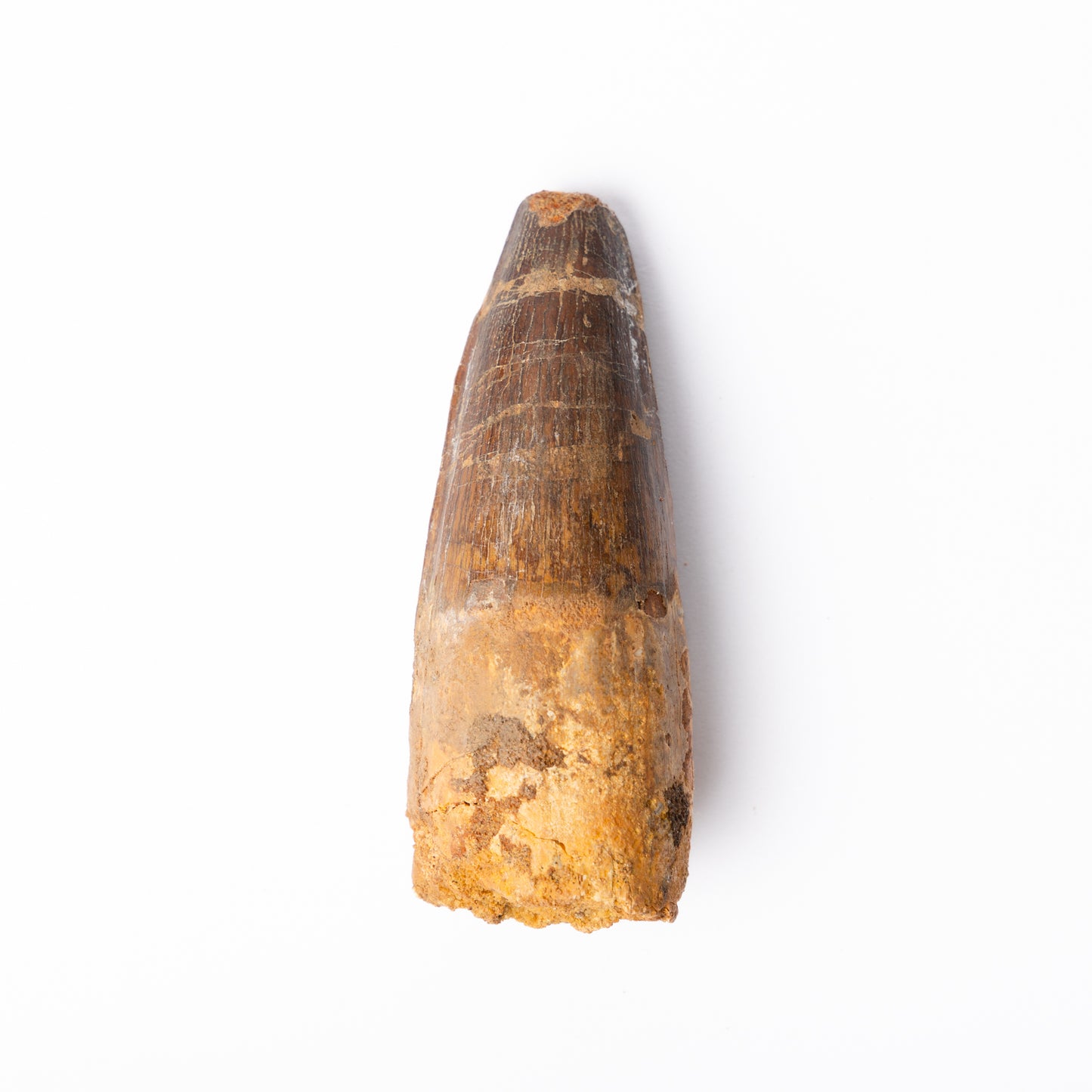 Large Spinosaurus sp. Tooth
