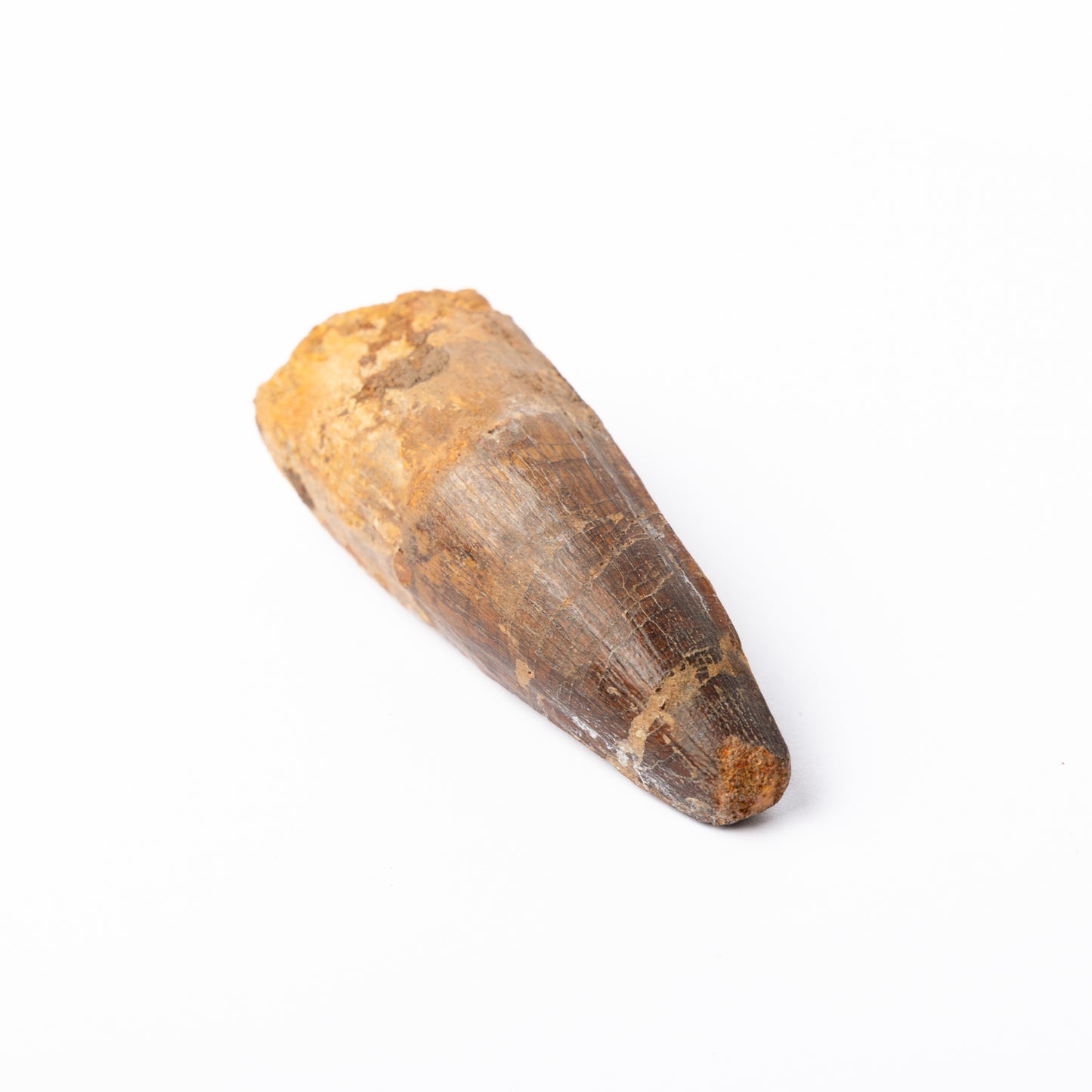 Large Spinosaurus sp. Tooth