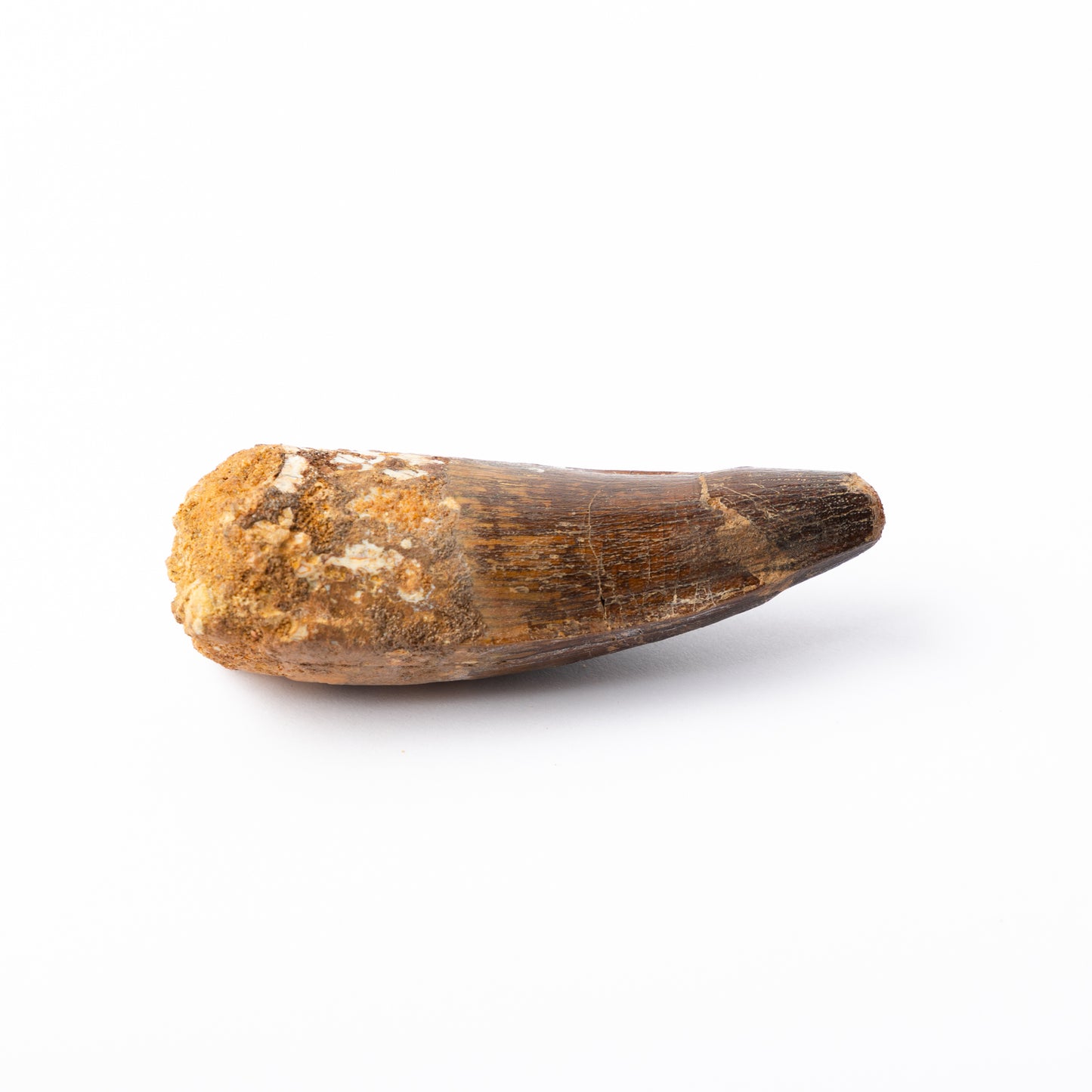 Large Spinosaurus sp. Tooth