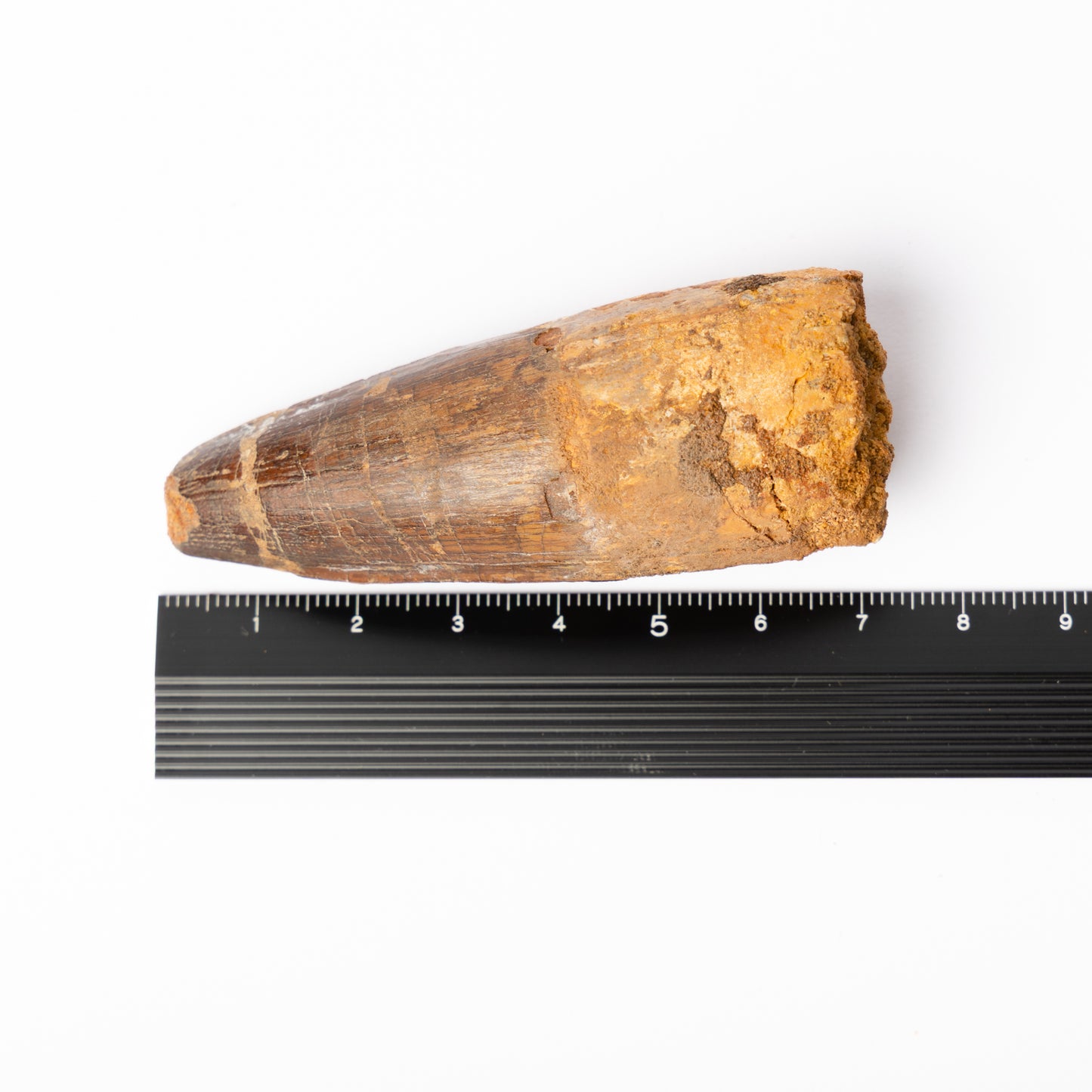 Large Spinosaurus sp. Tooth