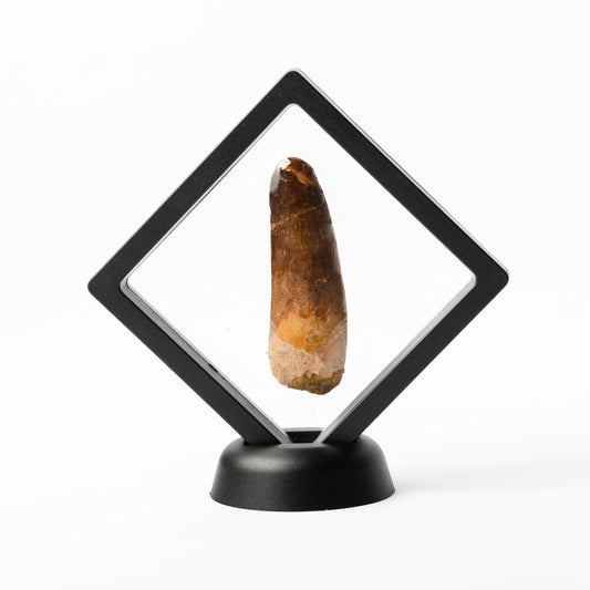 Spinosaurus sp. Tooth