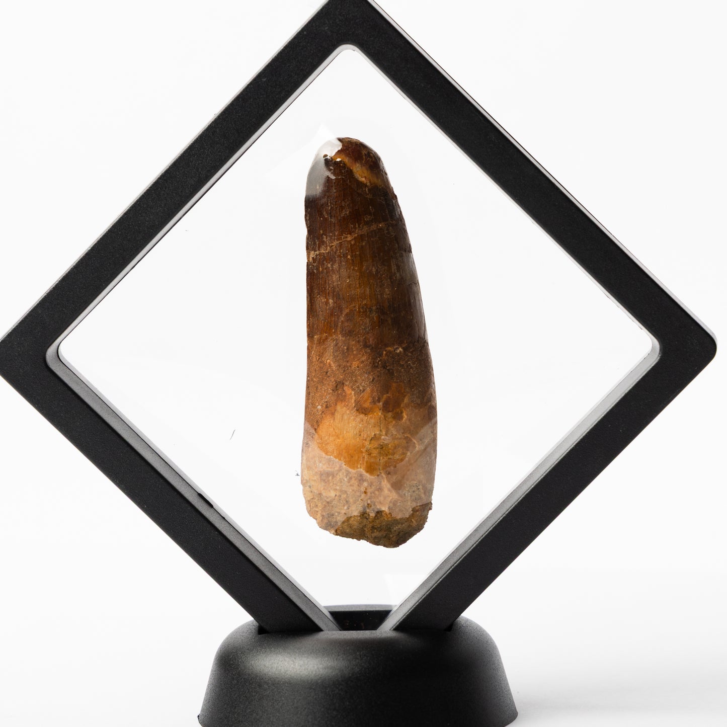 Spinosaurus sp. Tooth
